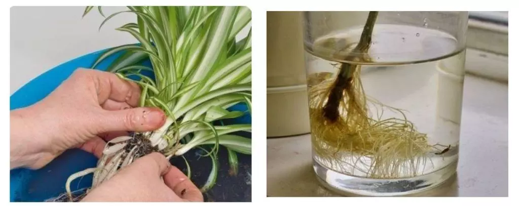 propagate spider plant 