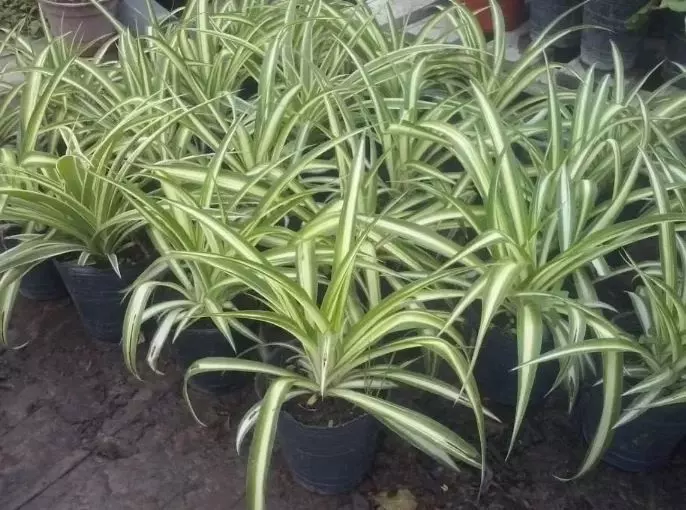 how to propagate spider plant in water