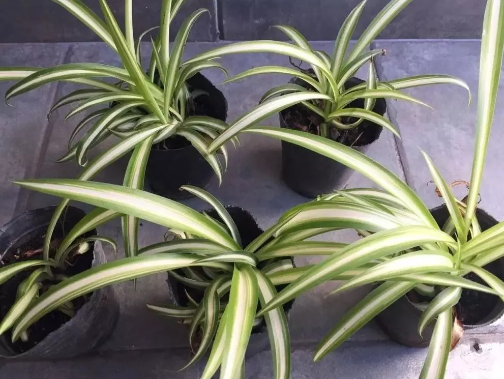 propagate spider plant in water