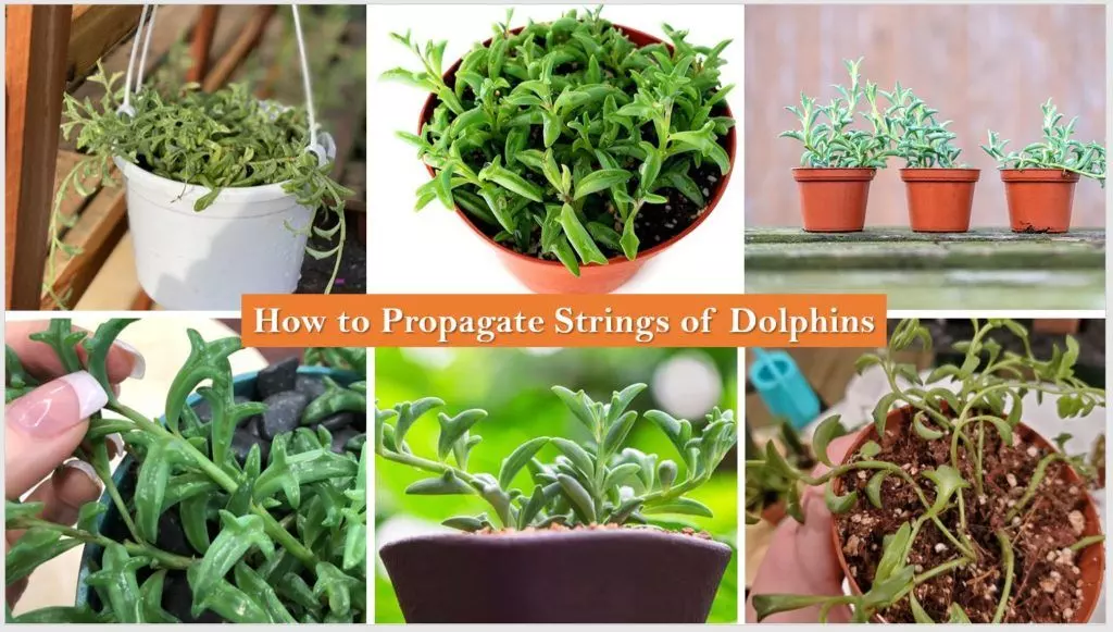 string of dolphins 