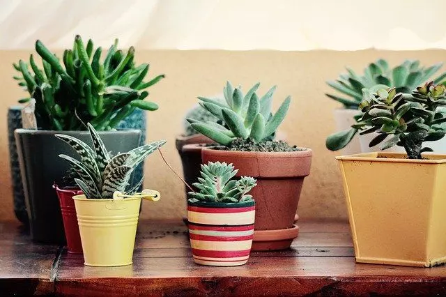 terracotta pots succulents