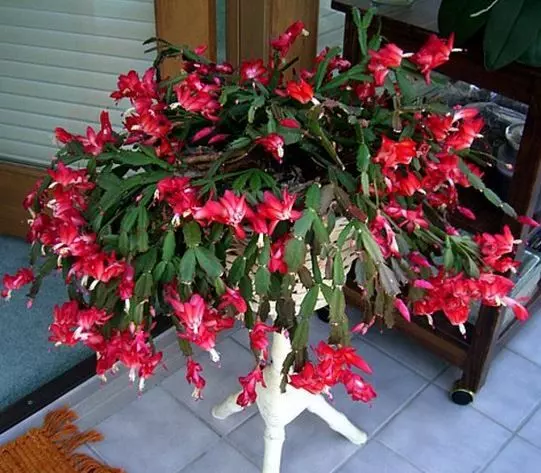 christmas cactus potted