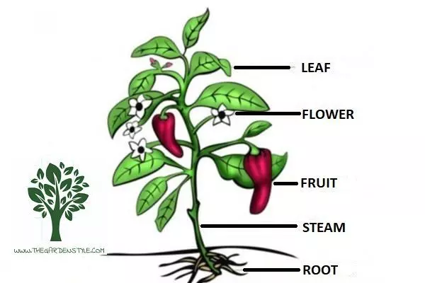 vascular plants example