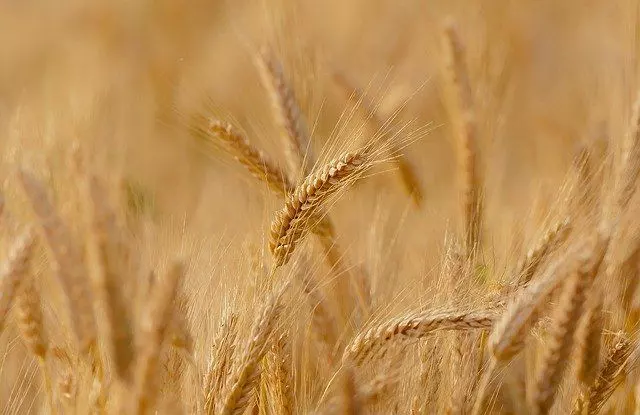 wheat cotyledon