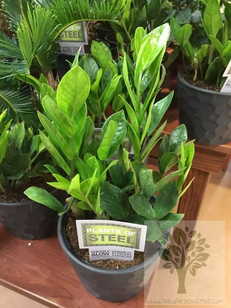 zz plant in the store