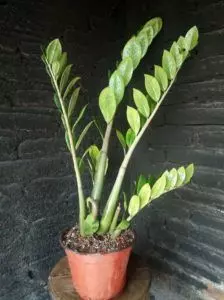 zz plant propagation and care
