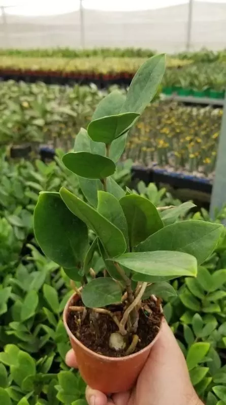 zamioculca zamiifolia  propagation