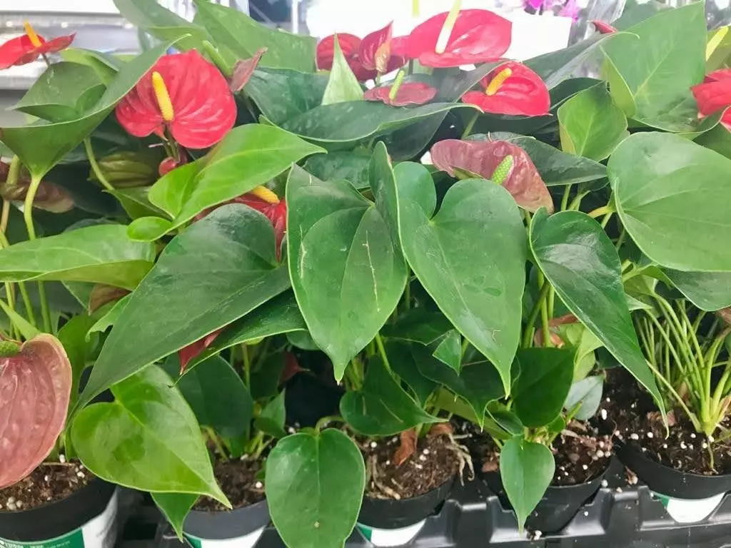potted anthurium Propagating Anthurium from Seeds