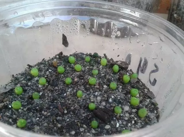 baby aloe humilis seedlings