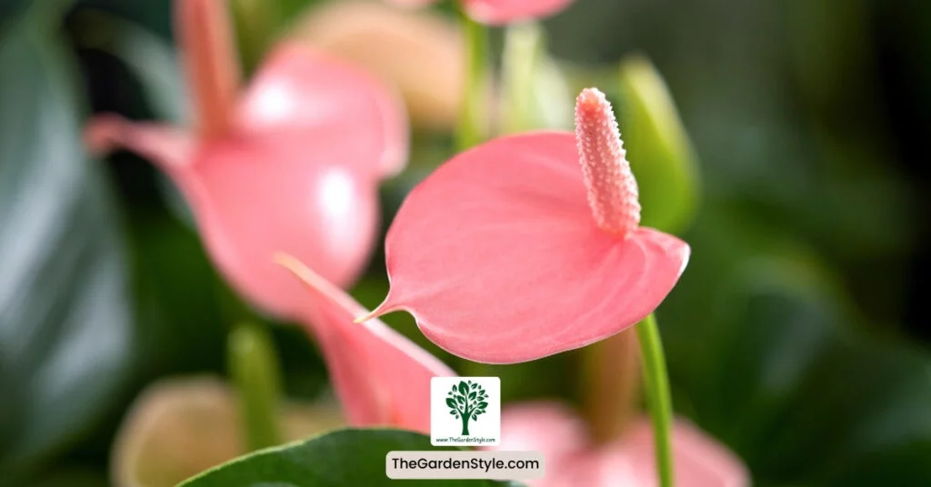 caring for anthurium after propagation
