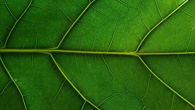 fiddle leaf fig leaf