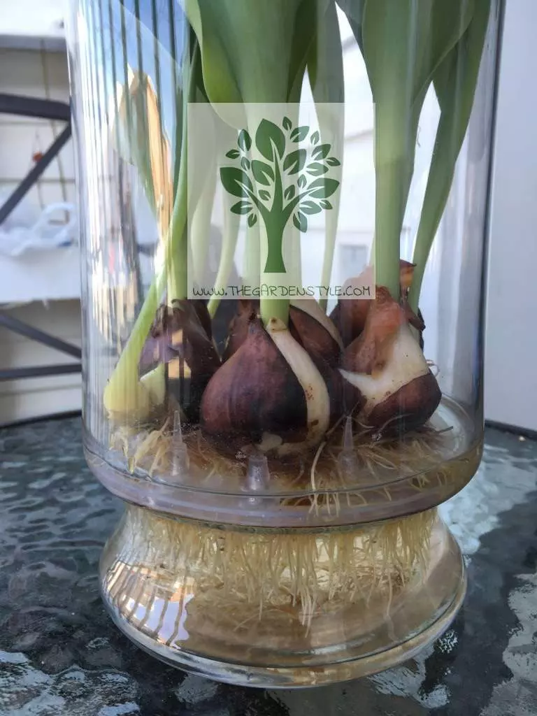 growing tulips in water step by step