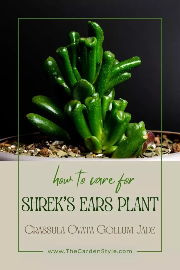 how to care shrek ear plant