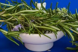 how to plant rosemary plant guide