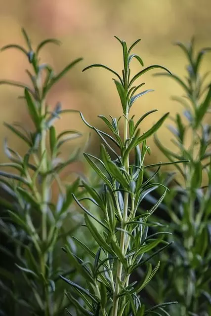 how to plant rosemary