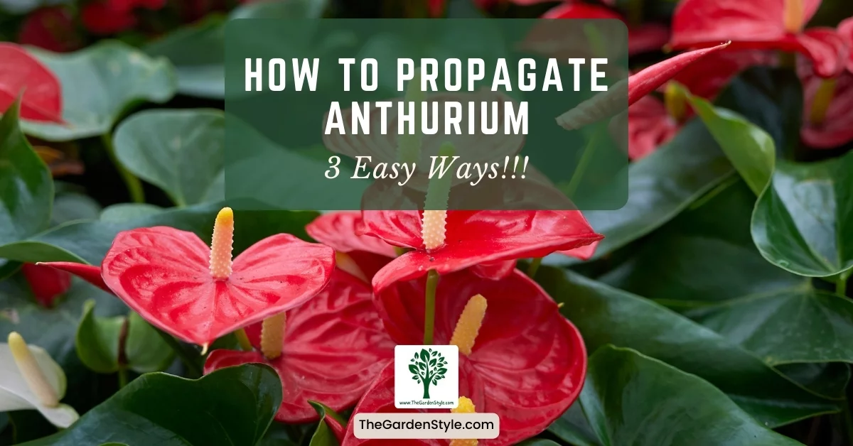 how to propagate anthurium 3 easy ways