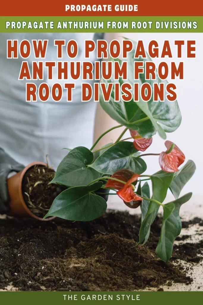 how to propagate anthurium from root divisions pin