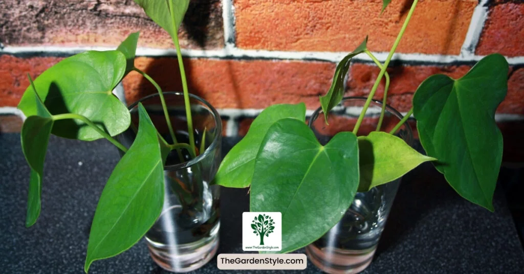 how to propagate anthurium from stem cuttings