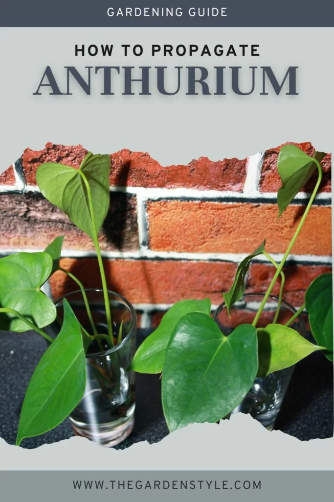 how to propagate anthurium pin