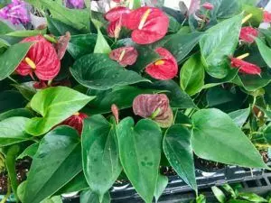 how to propagate anthurium step by step