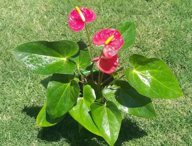how to propagate anthurium propagation