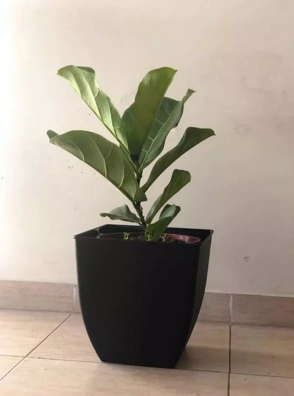 how often should i water my fiddle leaf fig
