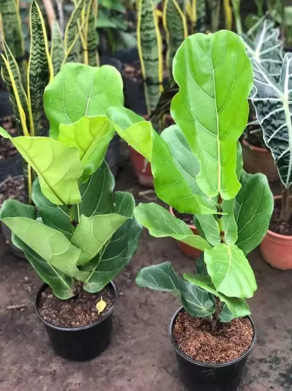 how to propagate fiddle leaf fig potted