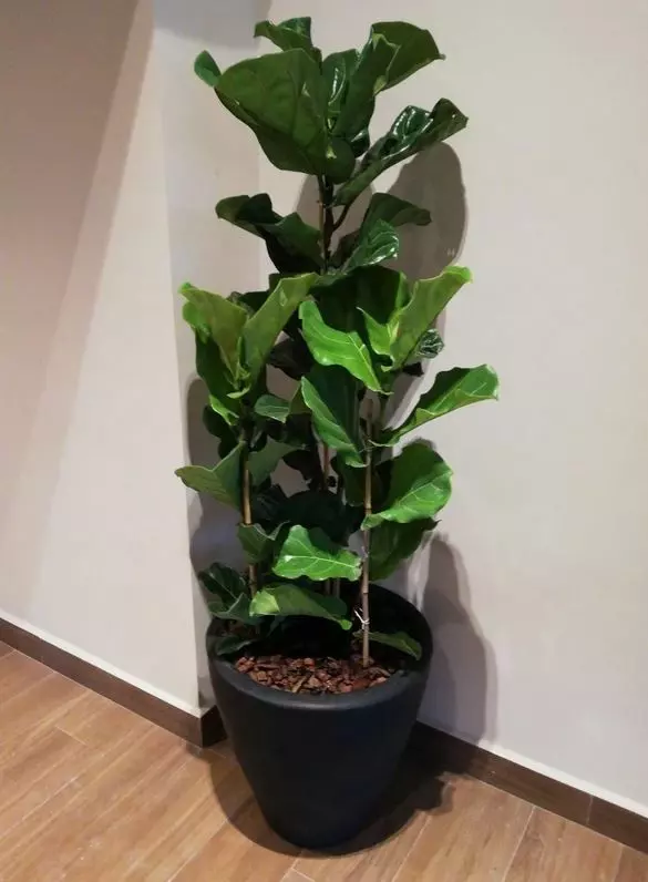 how to propagate fiddle leaf fig