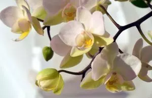 how to repot orchid