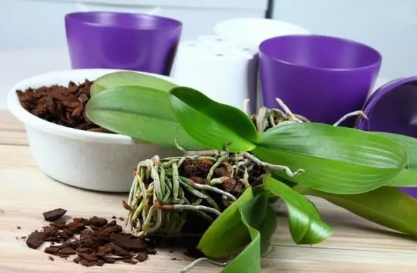 how to repot orchid container potted