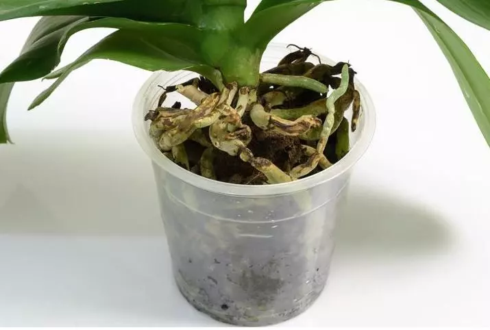 when to repot orchid