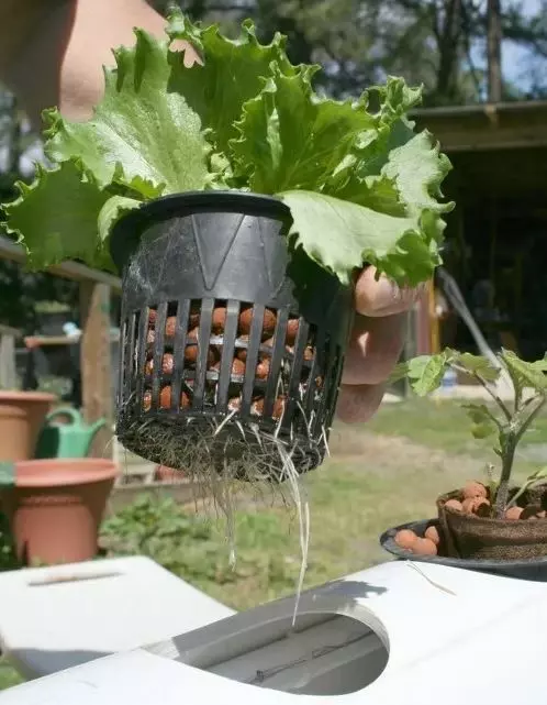 hydroponic garden pot container