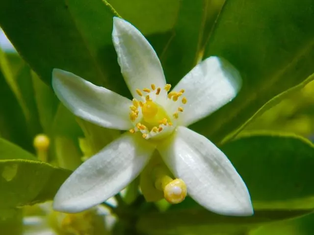 lemon tree flower