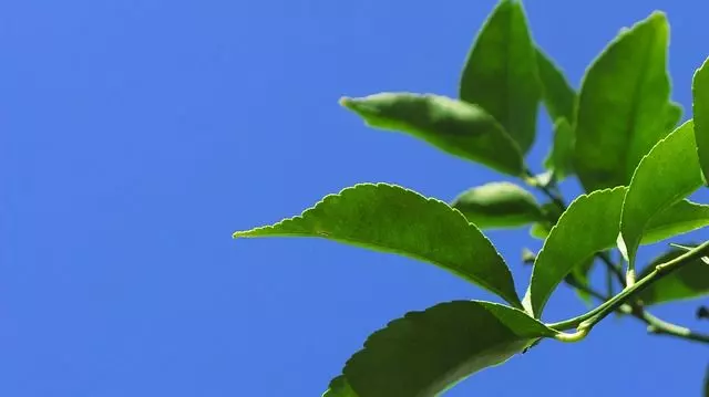 lemon tree leaves