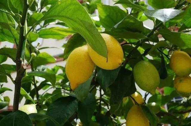 lemon tree yellow leaves fruit
