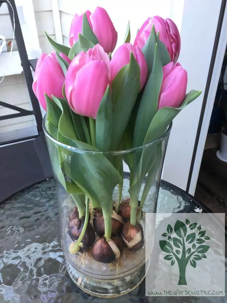 tulips in water