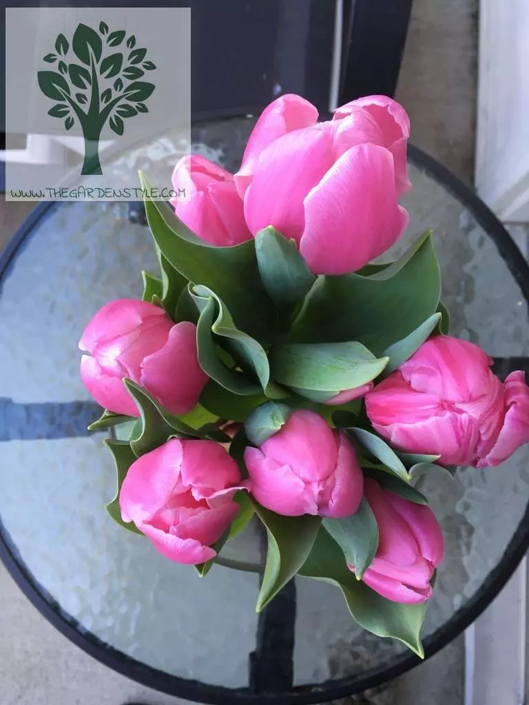 tulips vase flowering