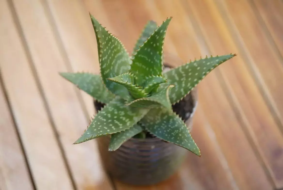 aloe barbadensis miller care and propagation