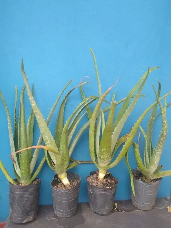 potted aloe barbadensis miller