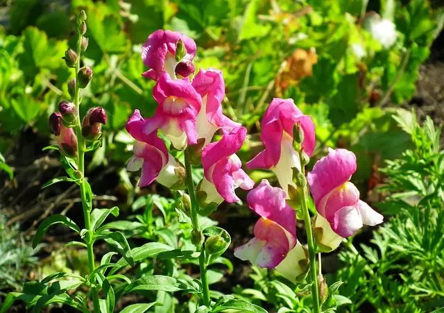 how to grow snapdragons from seed antirrhinum