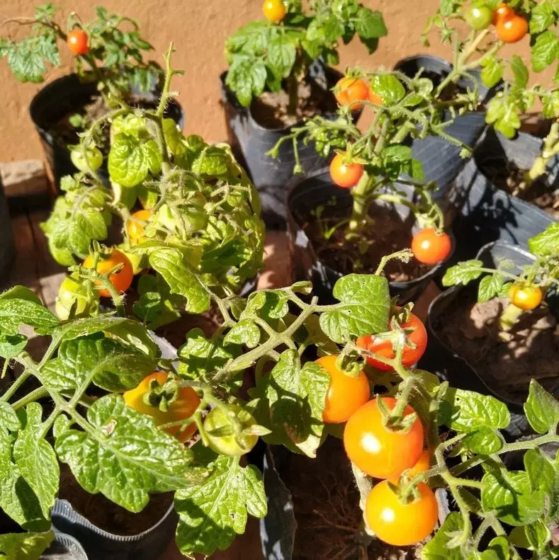 cherry tomato potted