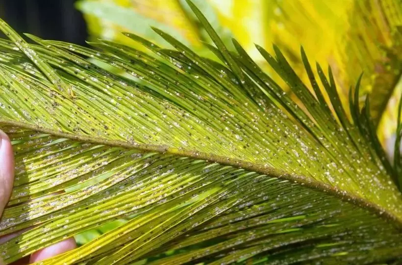 cottonybug sago palm