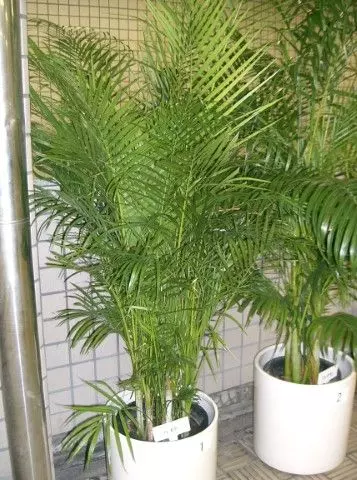 types of indoor palm trees dypsis lutescens