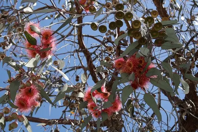 eucalyptus flowers leaves
