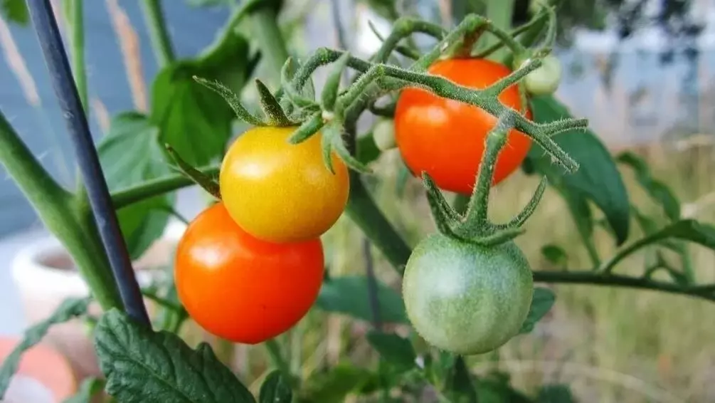 how to plant cherry tomatoes