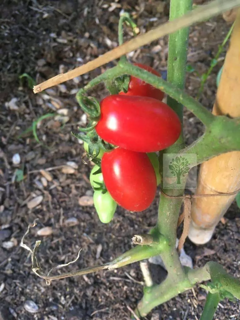 harvest tomato home