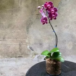 how often to water orchids step by step
