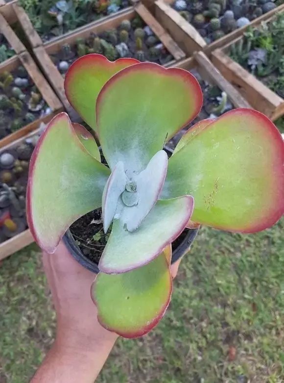 how to care for a kalanchoe luciae