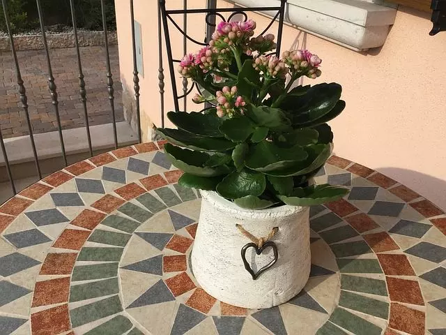 how to care for kalanchoe high rate of success
