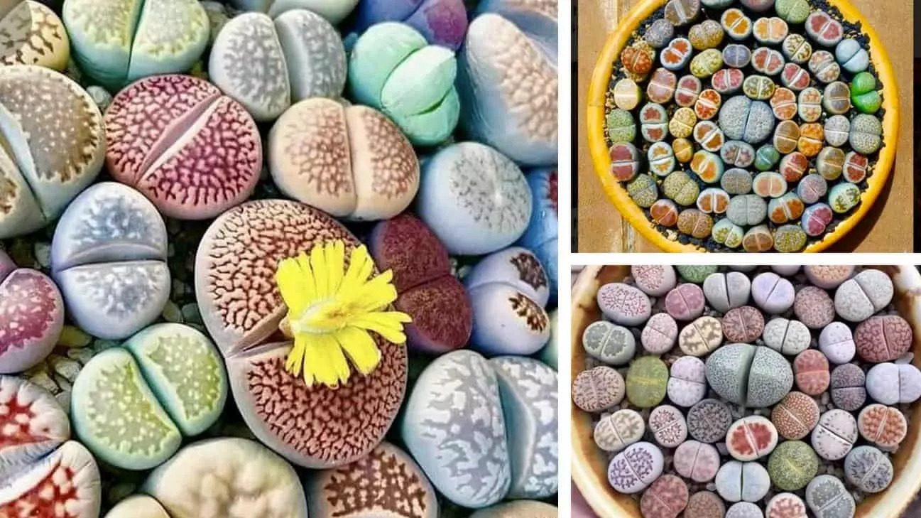 how to care for lithops ultimate guide